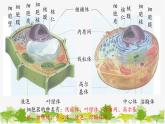 高中生物学人教版（2019）必修1 第3章 细胞器之间的分工合作课件