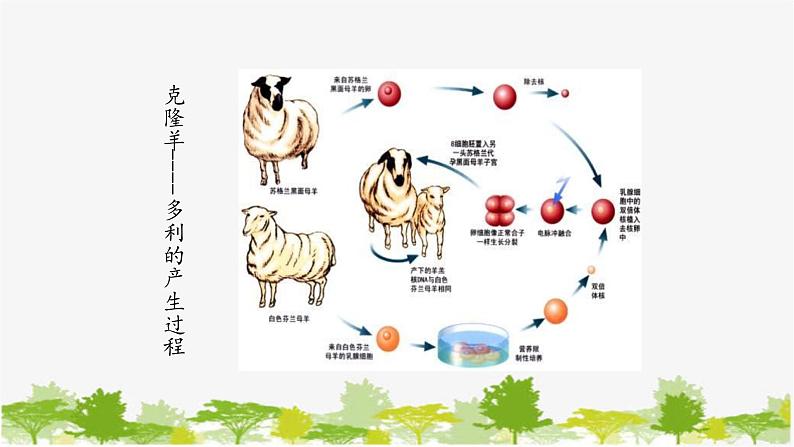 高中生物学人教版（2019）必修1 第3章 细胞核的结构和功能课件第2页