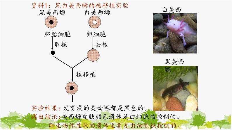 高中生物学人教版（2019）必修1 第3章 细胞核的结构和功能课件第4页