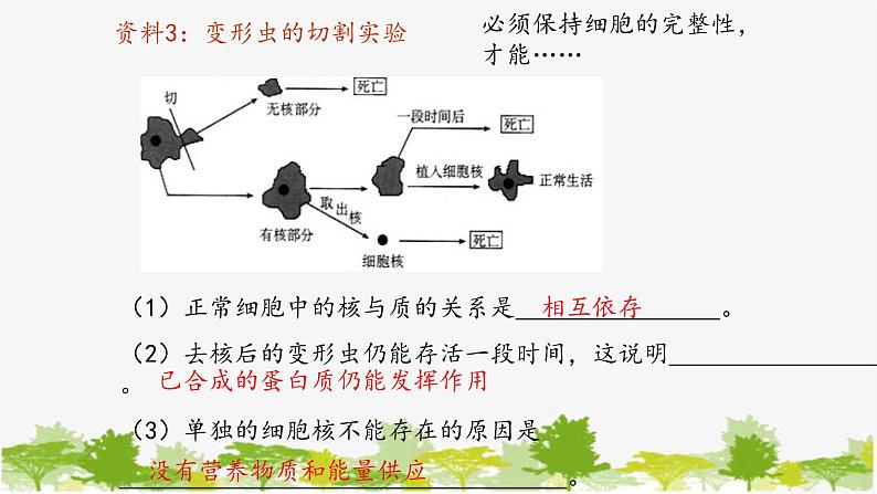 高中生物学人教版（2019）必修1 第3章 细胞核的结构和功能课件第7页