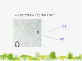 高中生物学人教版（2019）必修1 第3章 细胞膜的结构和功能课件