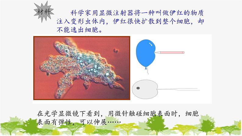 高中生物学人教版（2019）必修1 第3章 细胞膜的结构和功能课件第6页