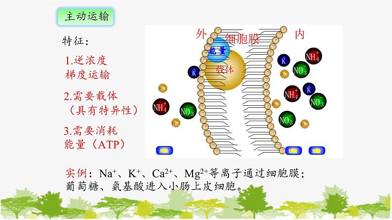 高中生物学人教版（2019）必修1 第4章 主动运输与胞吞、胞吐课件第6页