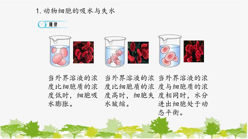 高中生物学人教版（2019）必修1 第4章 被动运输课件08