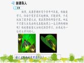 高中生物学人教版（2019）必修1 第5章 细胞的能量“货币”—ATP课件
