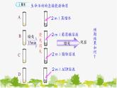 高中生物学人教版（2019）必修1 第5章 细胞的能量“货币”—ATP课件
