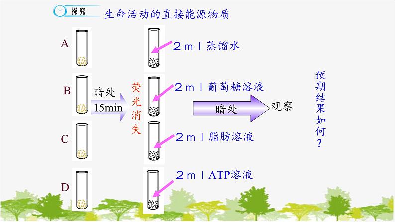 高中生物学人教版（2019）必修1 第5章 细胞的能量“货币”—ATP课件第4页