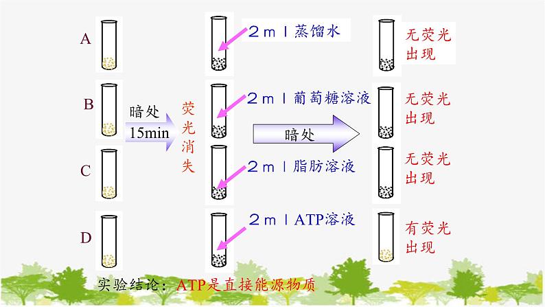 高中生物学人教版（2019）必修1 第5章 细胞的能量“货币”—ATP课件第5页