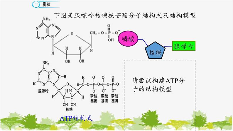 高中生物学人教版（2019）必修1 第5章 细胞的能量“货币”—ATP课件第8页