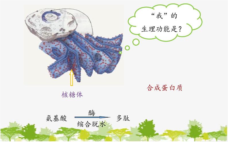 高中生物学人教版（2019）必修1 第5章 降低化学反应活化能的酶课件第8页