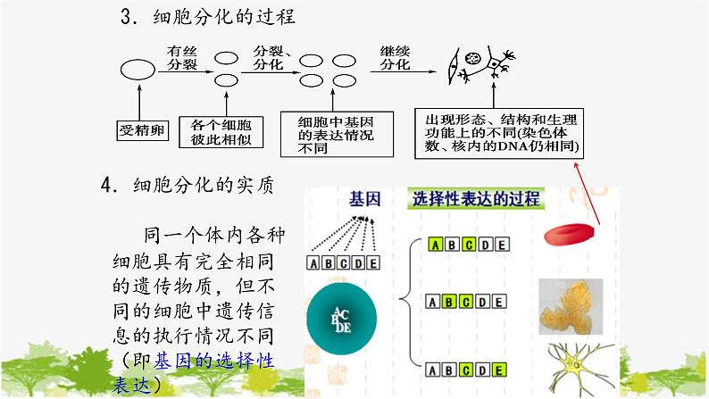 高中生物学人教版（2019）必修1 第6章 细胞的分化课件第4页