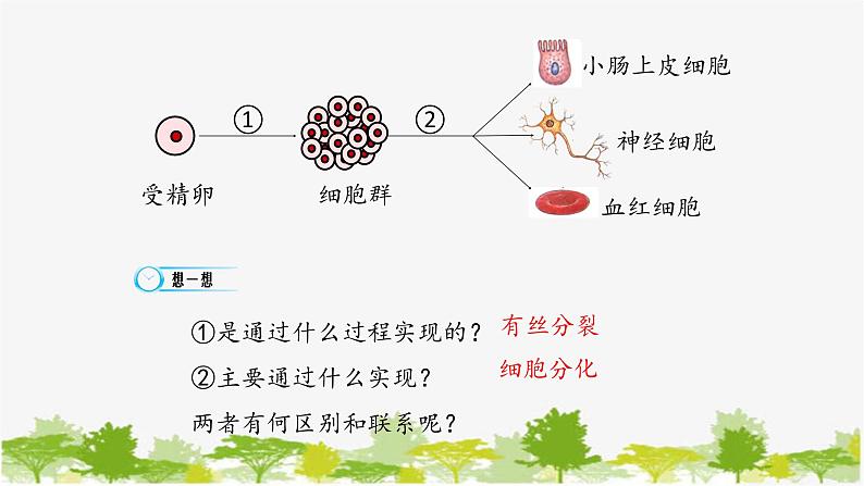 高中生物学人教版（2019）必修1 第6章 细胞的分化课件第6页