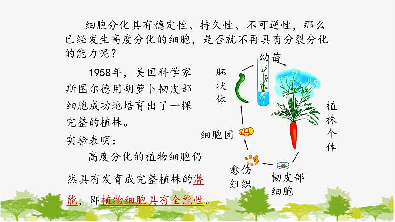 高中生物学人教版（2019）必修1 第6章 细胞的分化课件第8页