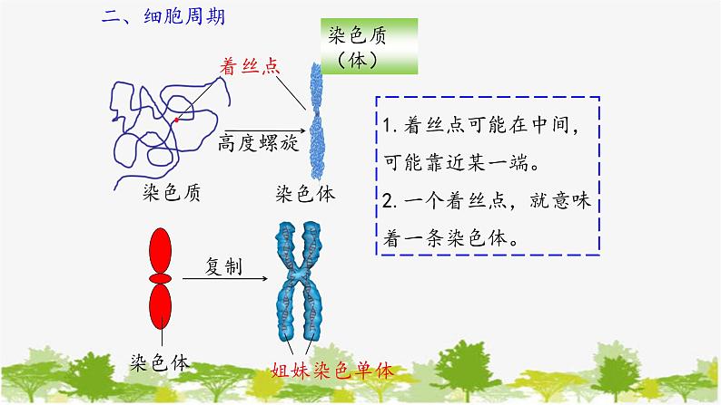 高中生物学人教版（2019）必修1 第6章 细胞的增殖课件第6页