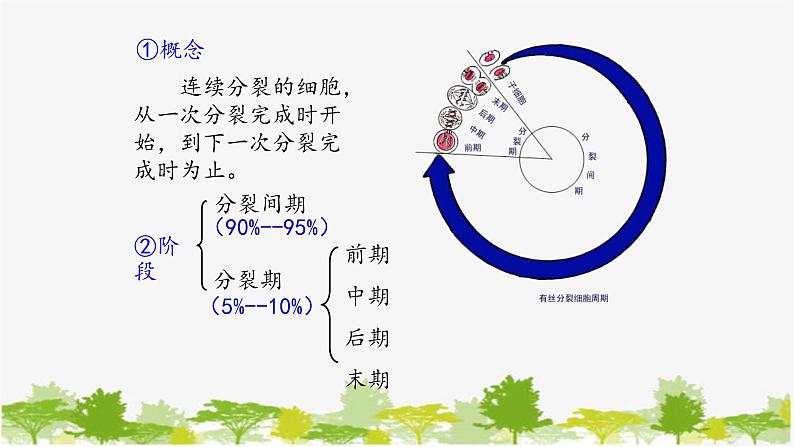 高中生物学人教版（2019）必修1 第6章 细胞的增殖课件第7页