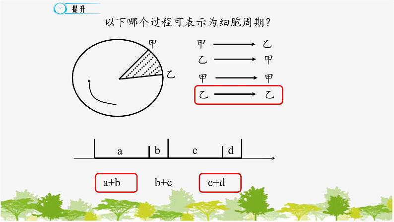 高中生物学人教版（2019）必修1 第6章 细胞的增殖课件第8页