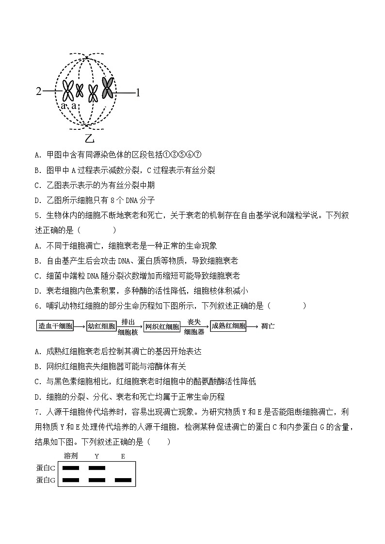 2024年高考生物一轮复习重难点训练 专题05 细胞的生命历程（包括减数分裂）试题（含答案）03