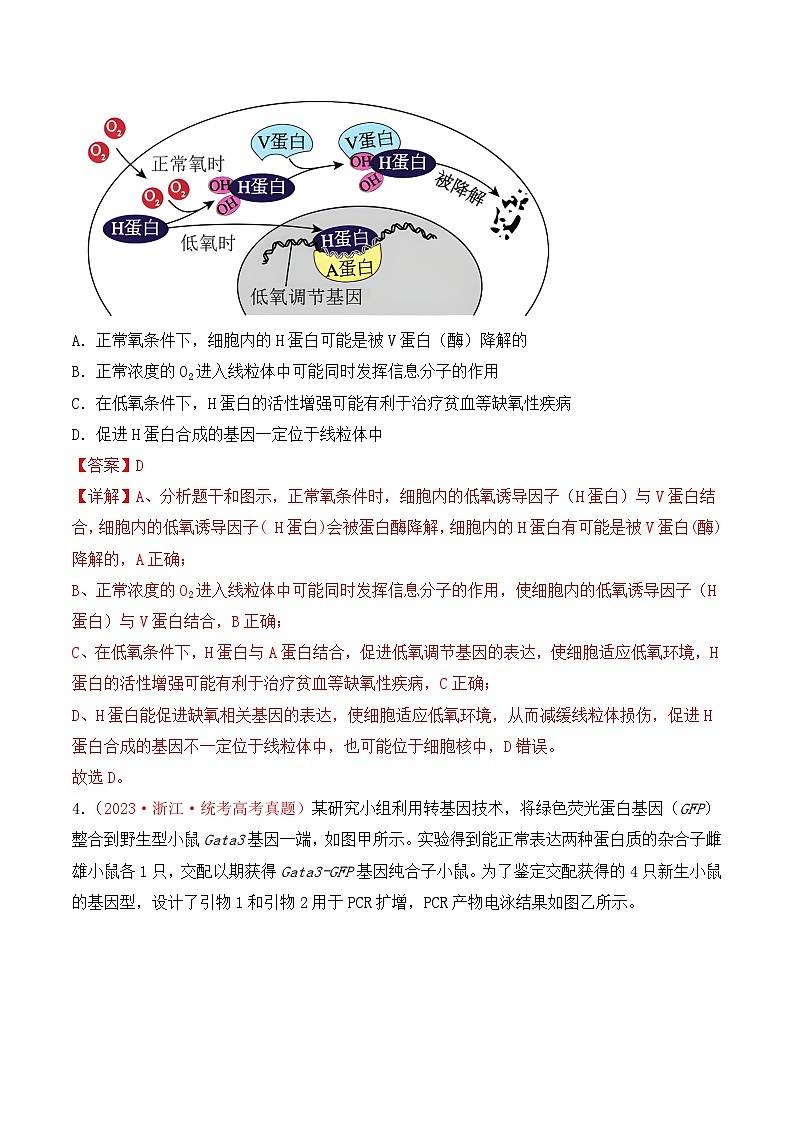 专题08 基因的表达以及基因频率的计算（解析版）第3页