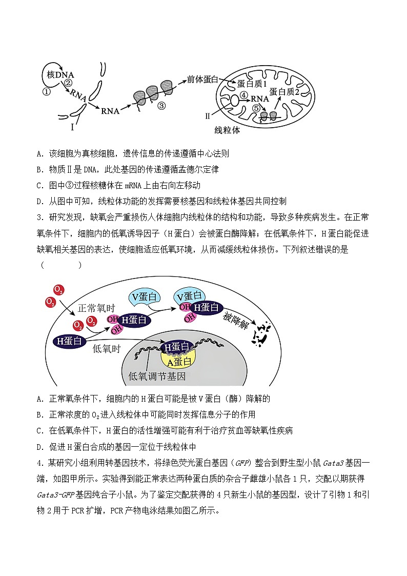专题08 基因的表达以及基因频率的计算（原卷版）第2页