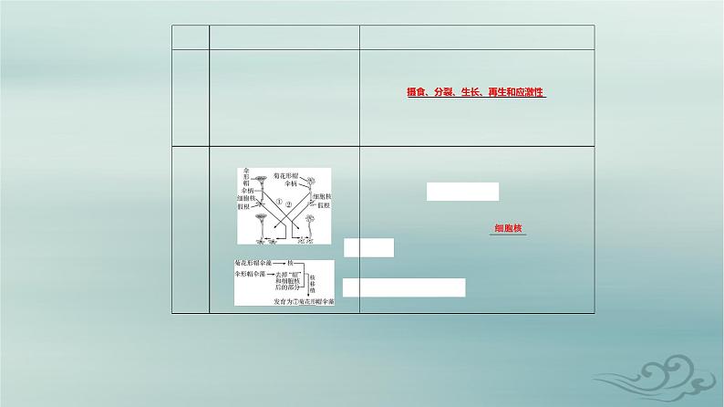 2023_2024学年新教材高中生物第3章细胞的基本结构第3节细胞核的结构和功能课件新人教版必修105