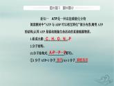 2023_2024学年新教材高中生物第5章细胞的能量供应和利用第2节细胞的能量“货币”ATP课件新人教版必修1