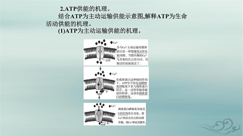 2023_2024学年新教材高中生物第5章细胞的能量供应和利用第2节细胞的能量“货币”ATP课件新人教版必修1第8页