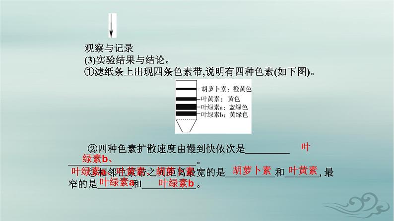 2023_2024学年新教材高中生物第5章细胞的能量供应和利用第4节光合作用与能量转化第1课时捕获光能的色素和结构课件新人教版必修107