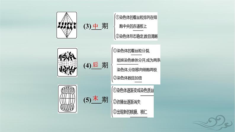 2023_2024学年新教材高中生物第6章细胞的生命历程第1节细胞的增殖课件新人教版必修107