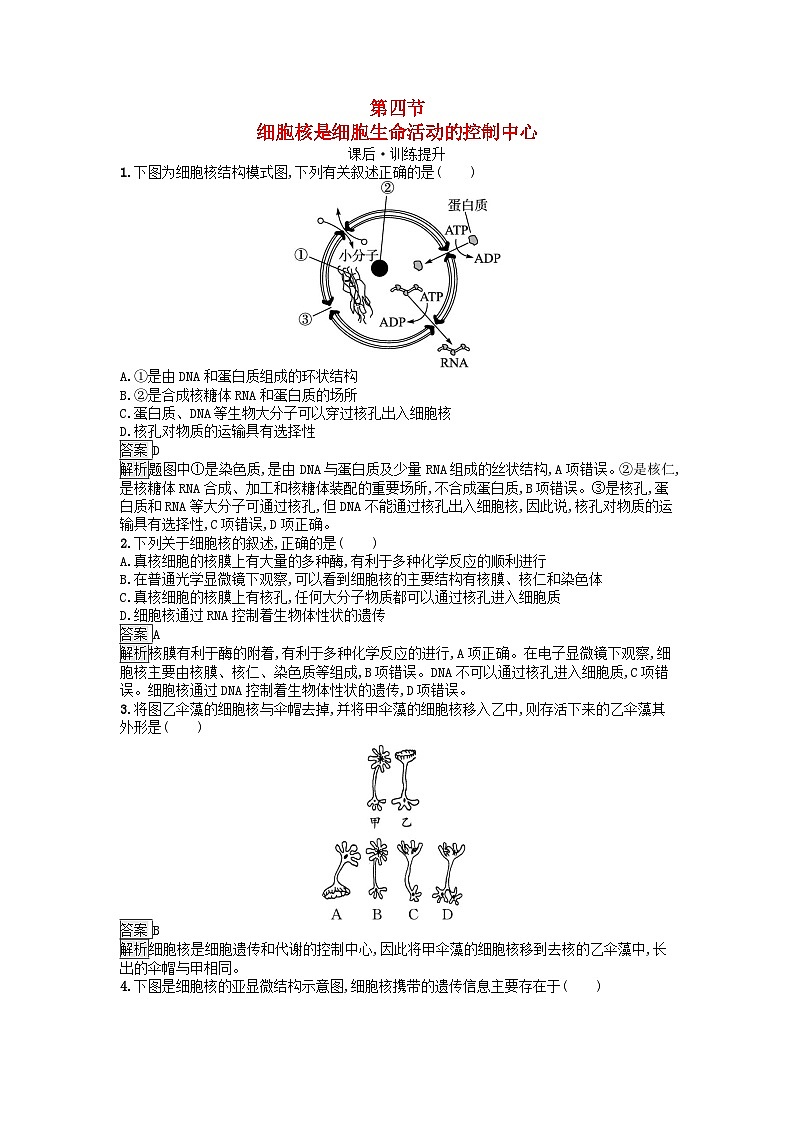 广西专版2023_2024学年新教材高中生物第2章细胞的结构第4节细胞核是细胞生命活动的控制中心课后训练浙科版必修101