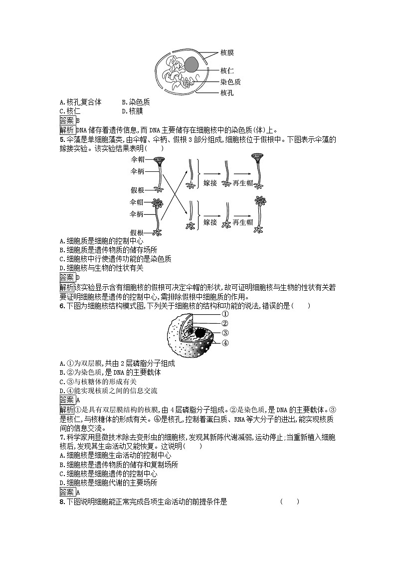 广西专版2023_2024学年新教材高中生物第2章细胞的结构第4节细胞核是细胞生命活动的控制中心课后训练浙科版必修102