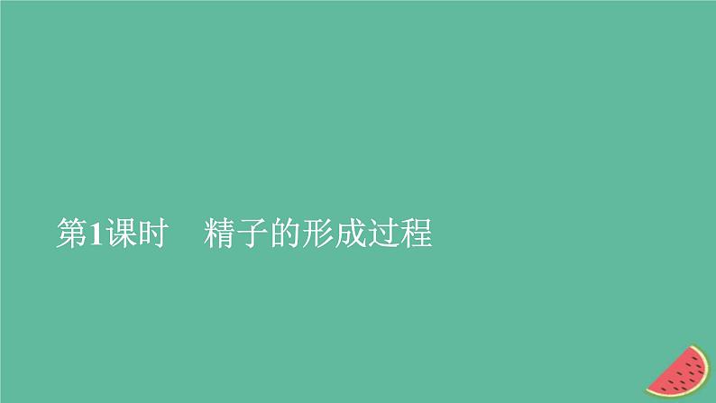 2023年新教材高中生物第2章基因和染色体的关系第1节减数分裂和受精作用第1课时精子的形成过程课件新人教版必修201