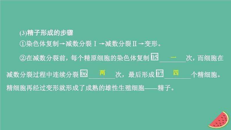 2023年新教材高中生物第2章基因和染色体的关系第1节减数分裂和受精作用第1课时精子的形成过程课件新人教版必修205