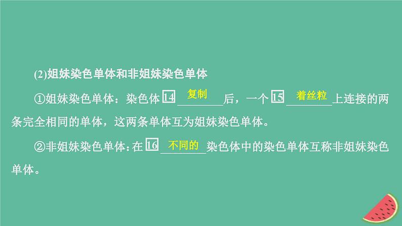 2023年新教材高中生物第2章基因和染色体的关系第1节减数分裂和受精作用第1课时精子的形成过程课件新人教版必修207