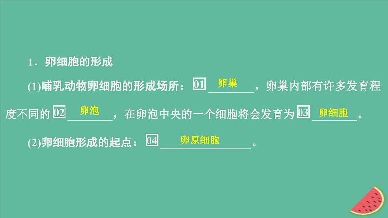 2023年新教材高中生物第2章基因和染色体的关系第1节减数分裂和受精作用第2课时卵细胞的形成过程减数分裂中染色体和DNA的变化规律课件新人教版必修204