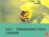2023年新教材高中生物第2章基因和染色体的关系第2节基因在染色体上课件新人教版必修2