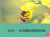 2023年新教材高中生物第3章基因的本质第2节DNA的结构课件新人教版必修2