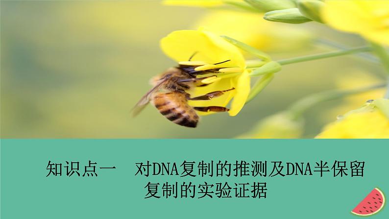 2023年新教材高中生物第3章基因的本质第3节DNA的复制课件新人教版必修2第3页