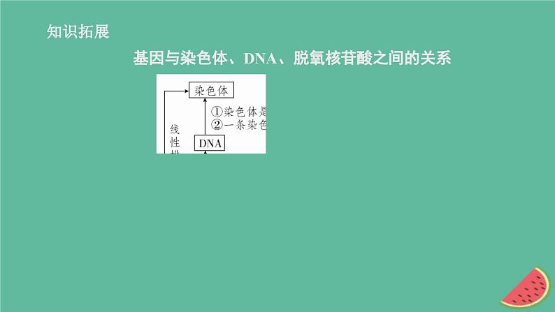 2023年新教材高中生物第3章基因的本质第4节基因通常是有遗传效应的DNA片段课件新人教版必修2第8页