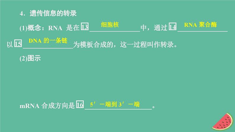 2023年新教材高中生物第4章基因的表达第1节基因指导蛋白质的合成课件新人教版必修207