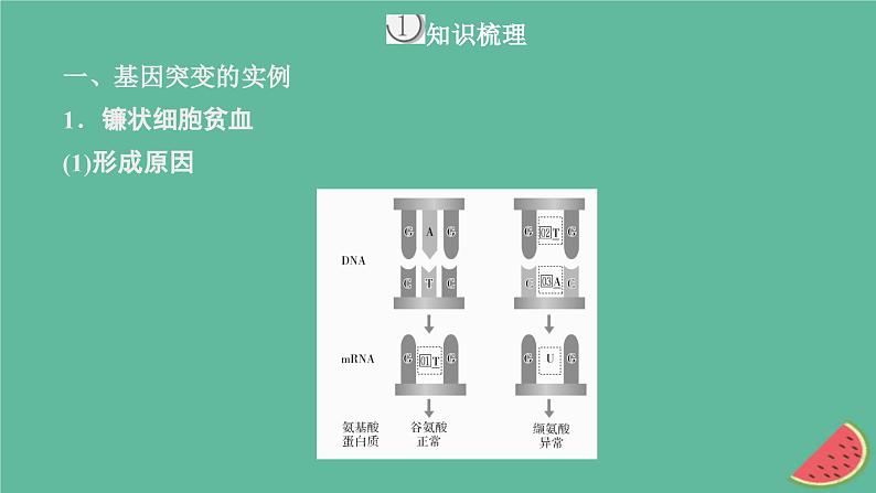 2023年新教材高中生物第5章基因突变及其他变异第1节基因突变和基因重组课件新人教版必修204