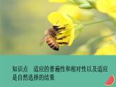 2023年新教材高中生物第6章生物的进化第2节自然选择与适应的形成课件新人教版必修2