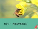 2023年新教材高中生物第6章生物的进化第3节种群基因组成的变化与物种的形成第1课时种群基因组成的变化课件新人教版必修2