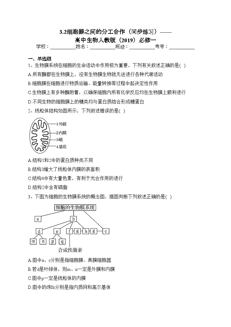3.2细胞器之间的分工合作（同步练习）——高中生物人教版（2019）必修一(含答案)第1页
