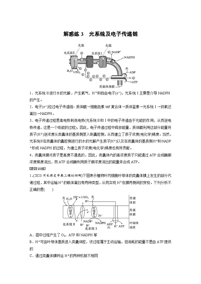 新高考生物一轮复习考点梳理讲义 第3单元　解惑练3　光系统及电子传递链（含解析）第1页