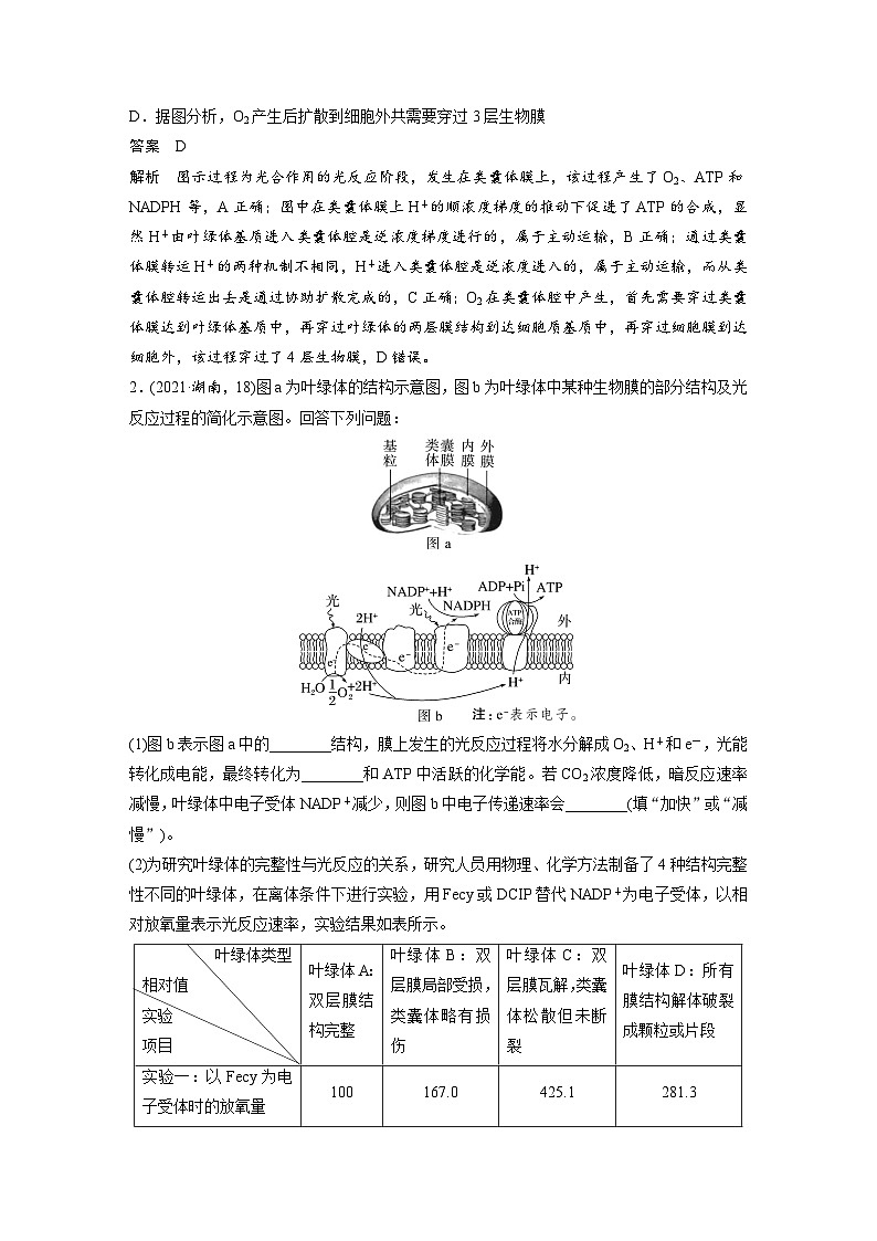新高考生物一轮复习考点梳理讲义 第3单元　解惑练3　光系统及电子传递链（含解析）第2页