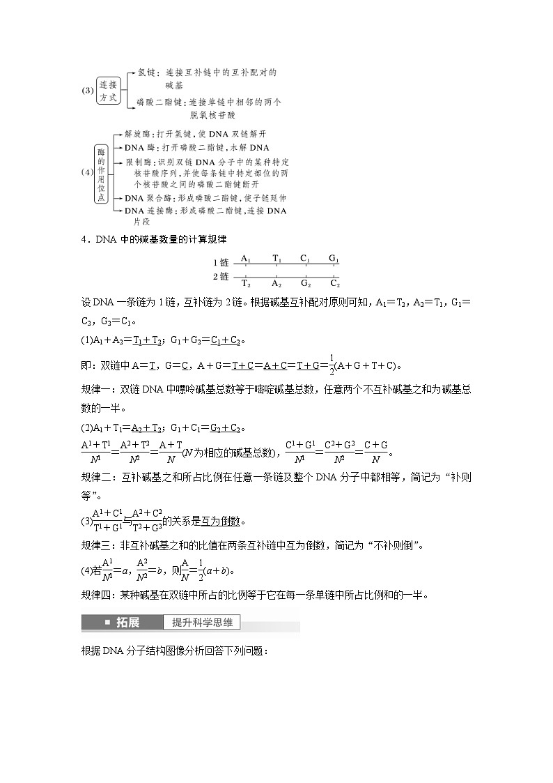 新高考生物一轮复习考点梳理讲义 第6单元　第2课时　DNA的结构与复制（含解析）03