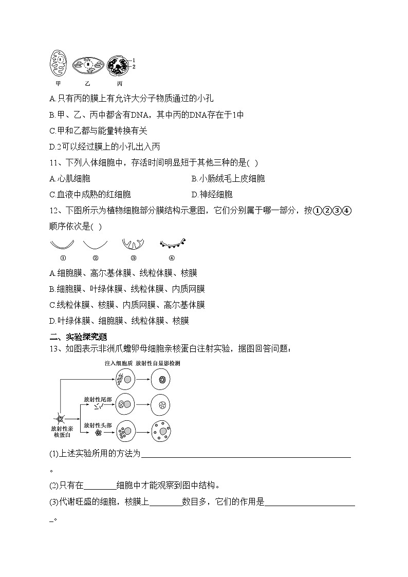 3.3细胞核的结构和功能（同步测试）——高中生物学人教版（2019）必修一(含答案)第3页