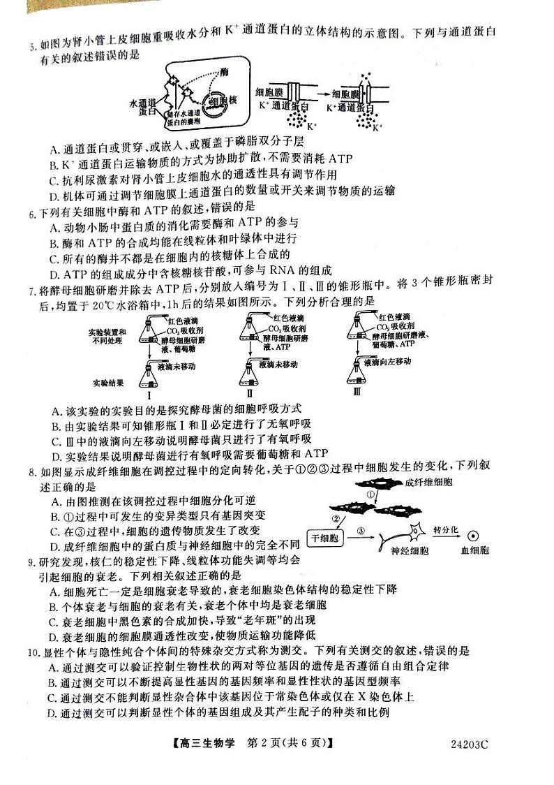 2024平凉静宁县文萃中学高三上学期11月月考生物试卷扫描版含答案第2页