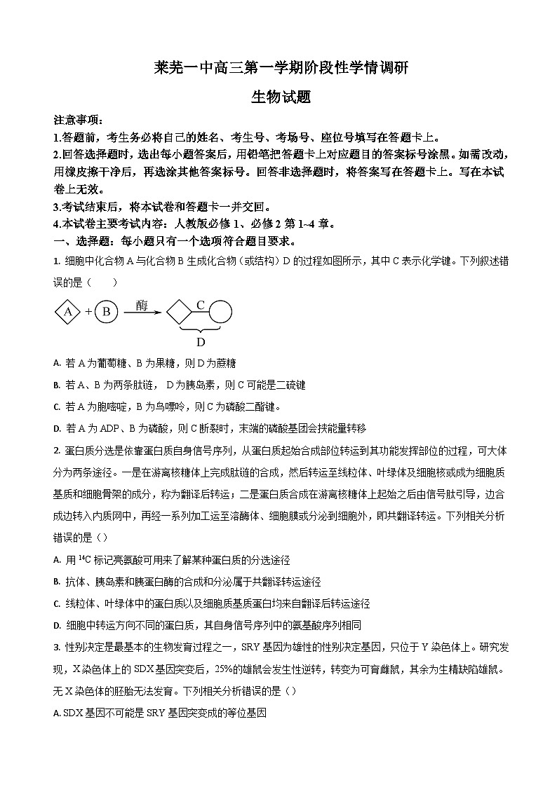 山东省济南市莱芜第一中学2024届高三上学期期中考试生物试题第1页
