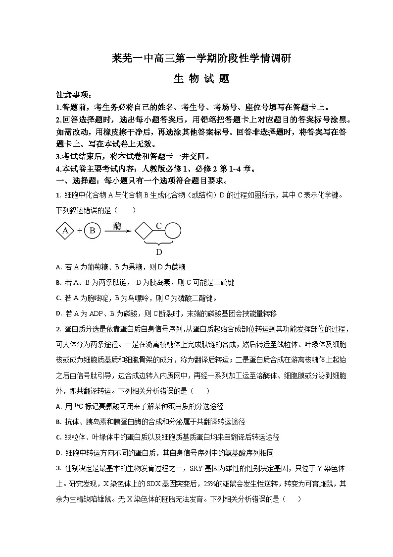 2024济南莱芜一中高三上学期期中考试生物试题含解析01